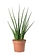 Snake Plant Mikado