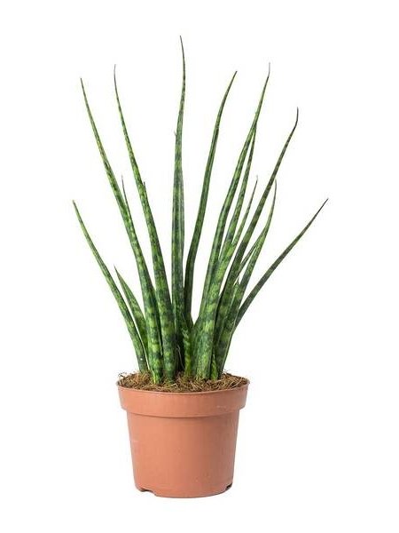 Snake Plant Mikado