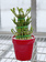 Lucky Bamboo 3 Tier Ceramic 4"
