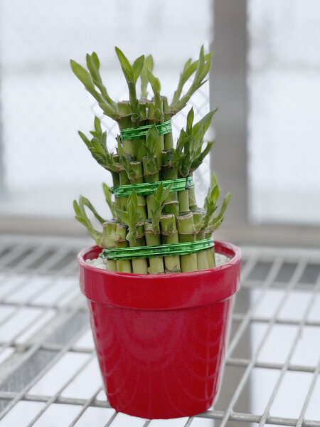 Lucky Bamboo 3 Tier Ceramic 4"
