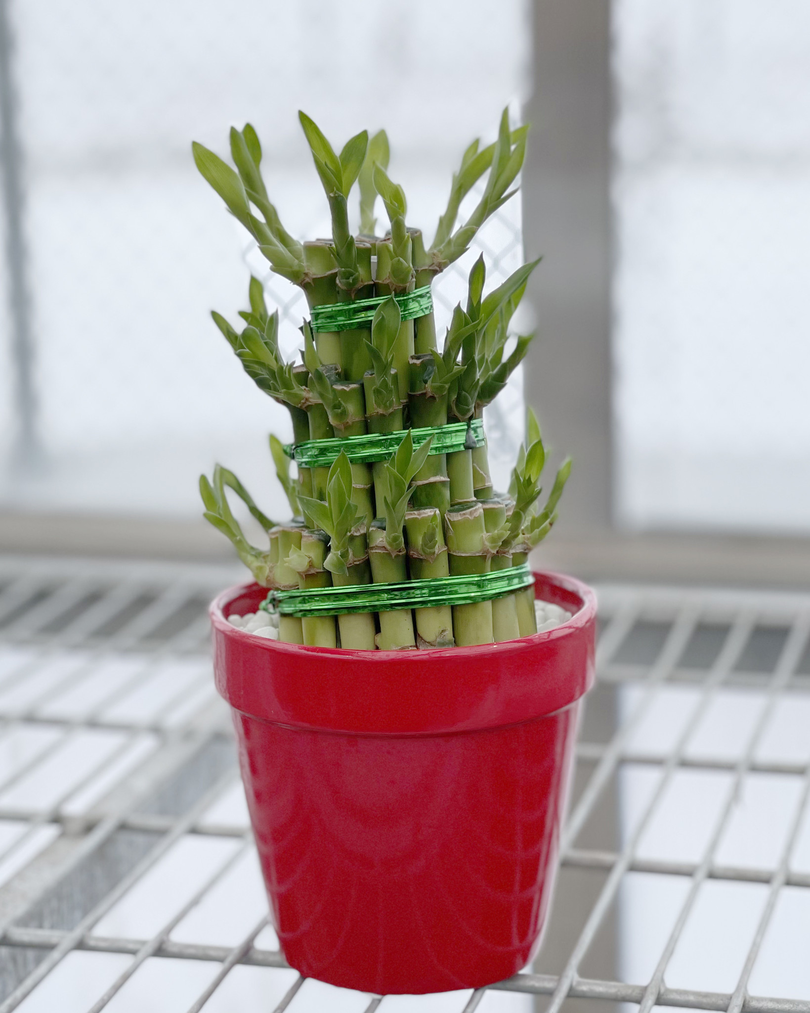 Lucky Bamboo 3 Tier Ceramic 4"