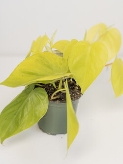 Philodendron Lime 4"