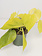 Philodendron Lime 4"