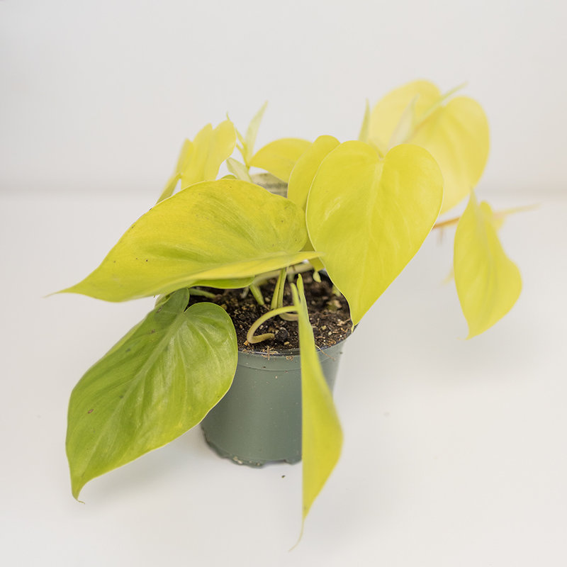 Philodendron Lime 4"