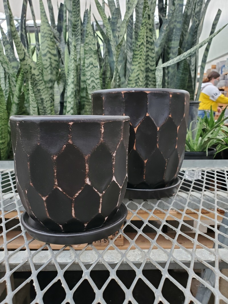 Border Concepts Distressed Honeycomb Pot With Saucer