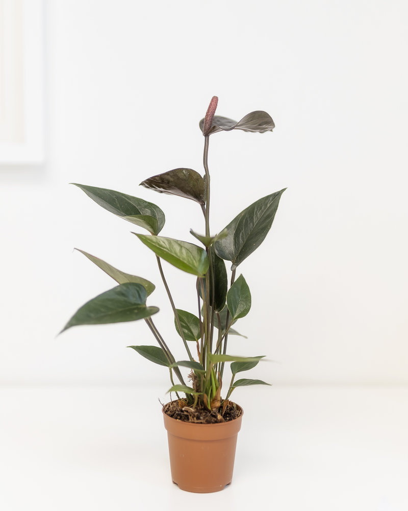 Anthurium