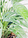 Monstera Swiss Cheese Hanging Basket