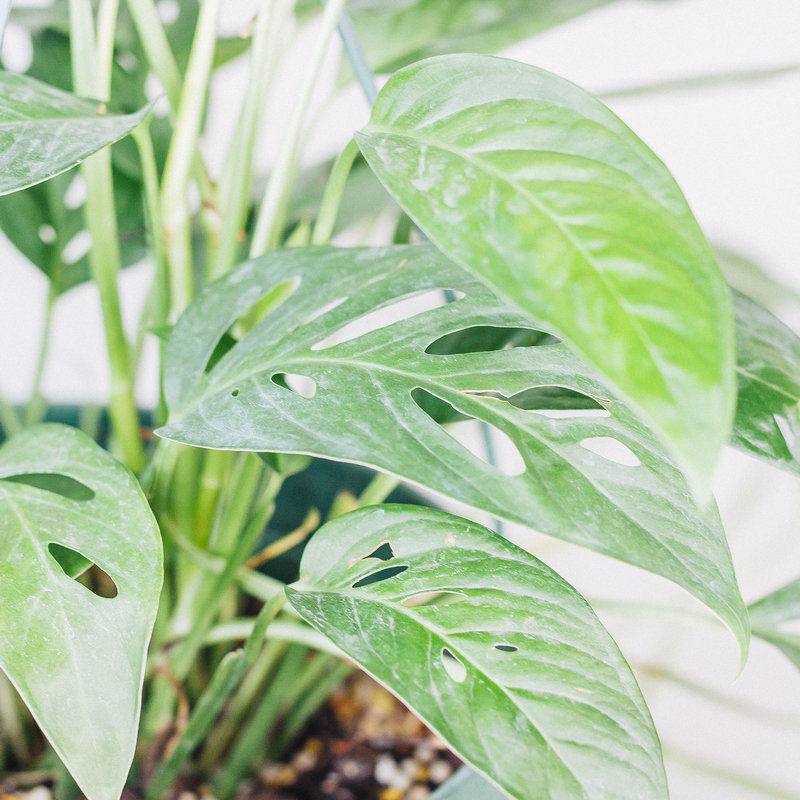 Monstera Swiss Cheese Hanging Basket