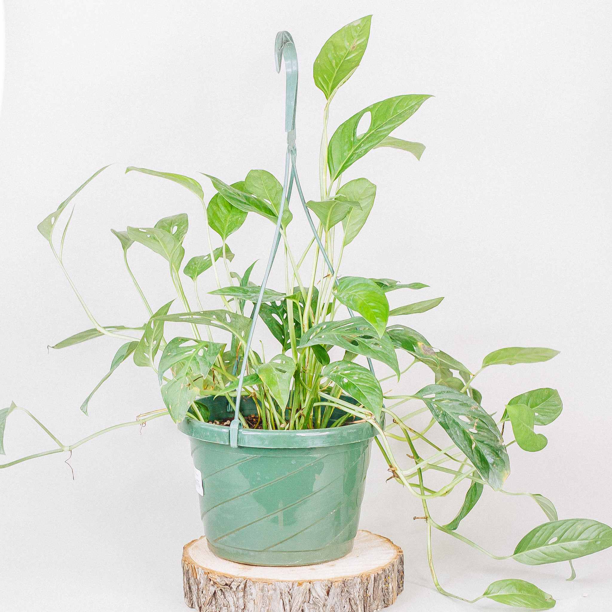 Monstera Swiss Cheese Hanging Basket