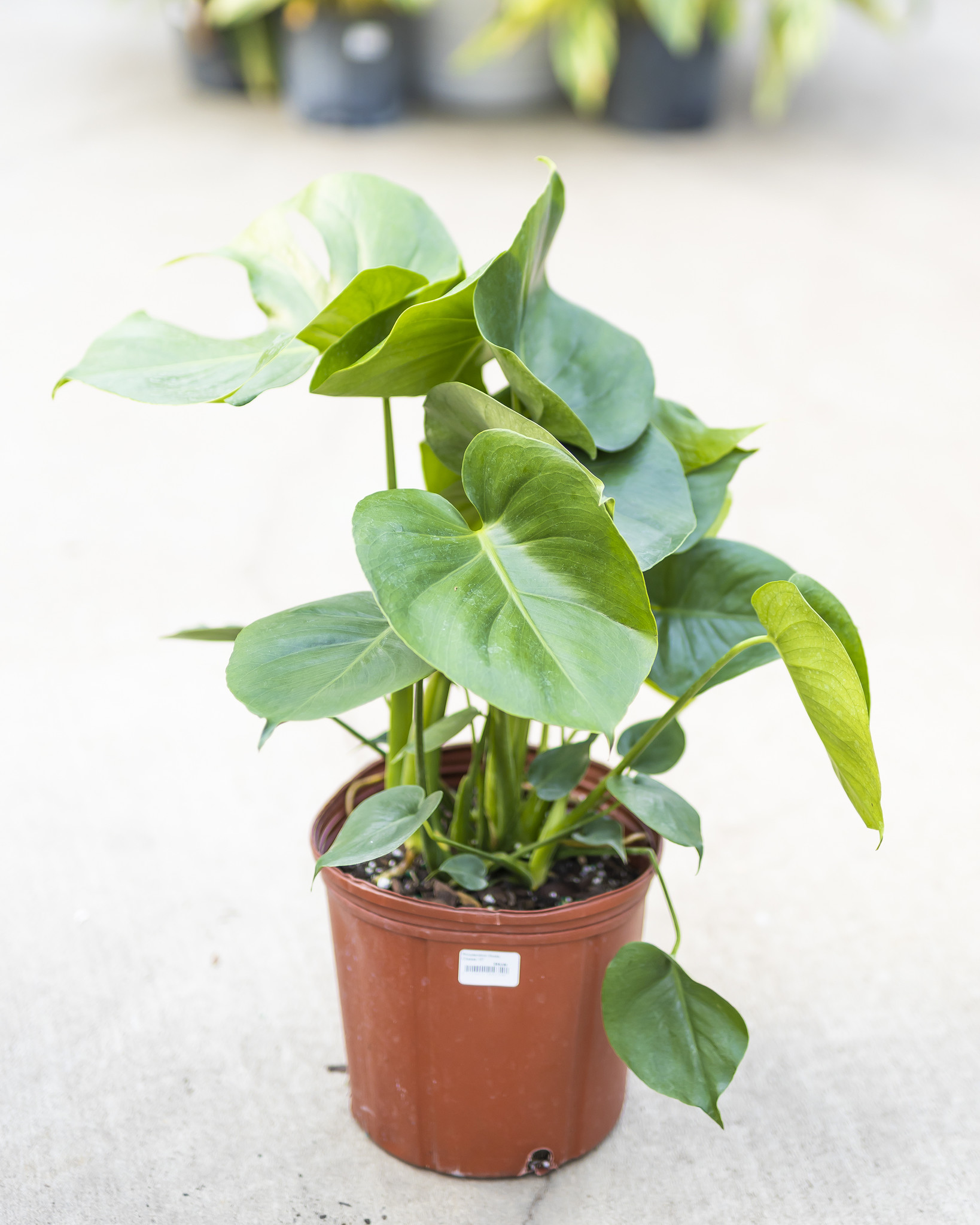 Monstera Split Leaf