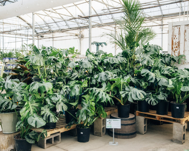 Dutch Growers Monstera Split Leaf