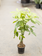 Money Tree Braided