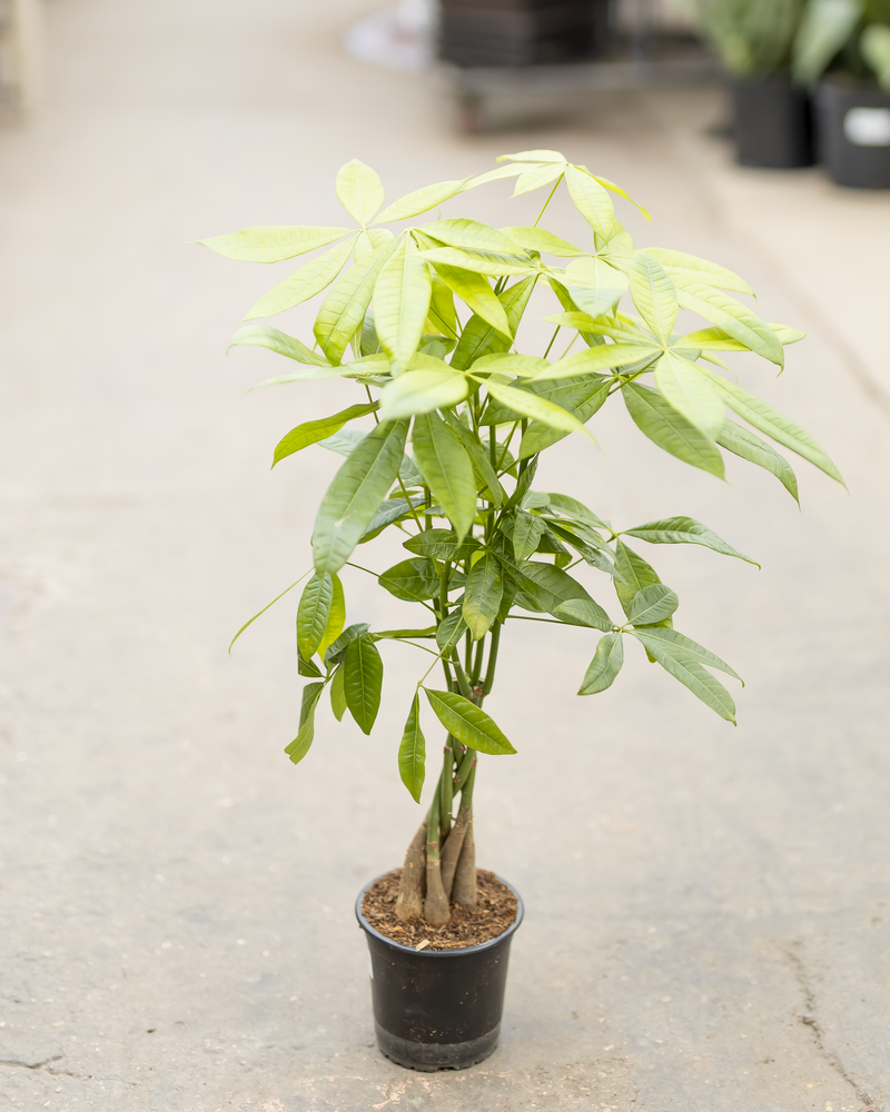 Dutch Growers Money Tree Braided