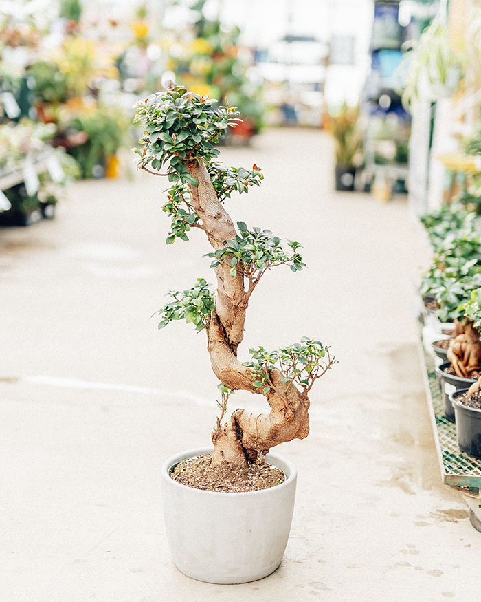 Ficus Bonsai S Shape