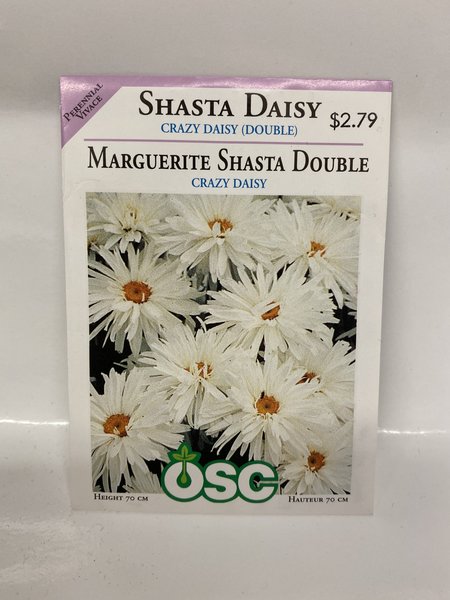 OSC Shasta Daisy Crazy Daisy (Double)