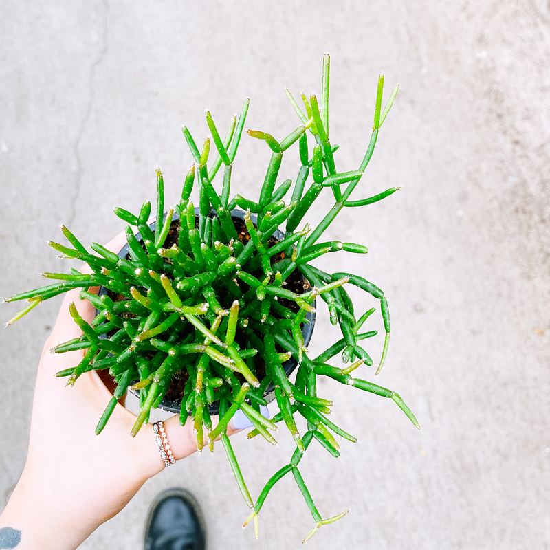 Mistletoe Cactus 4"