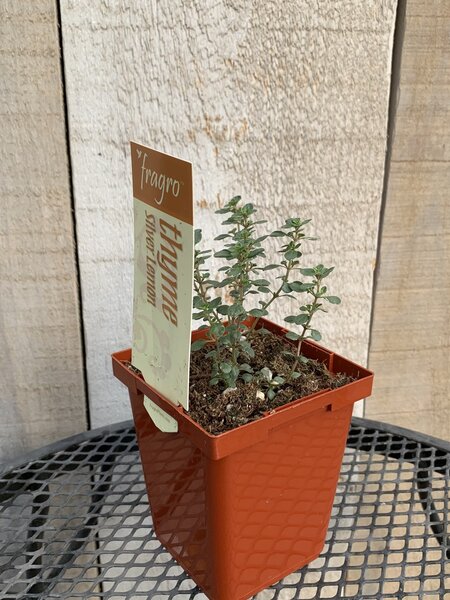 Fragro Thyme Silver Lemon Variegated 3.5" Premium
