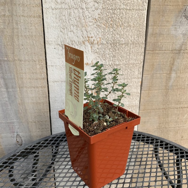 Fragro Thyme Silver Lemon Variegated 3.5" Premium