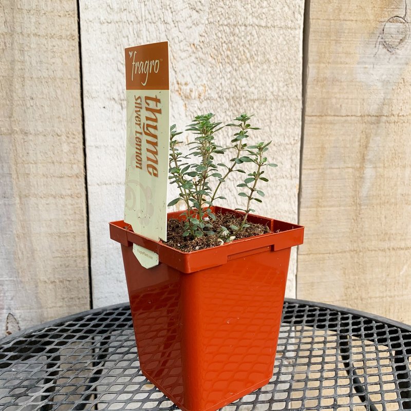 Fragro Thyme Silver Lemon Variegated 3.5" Premium