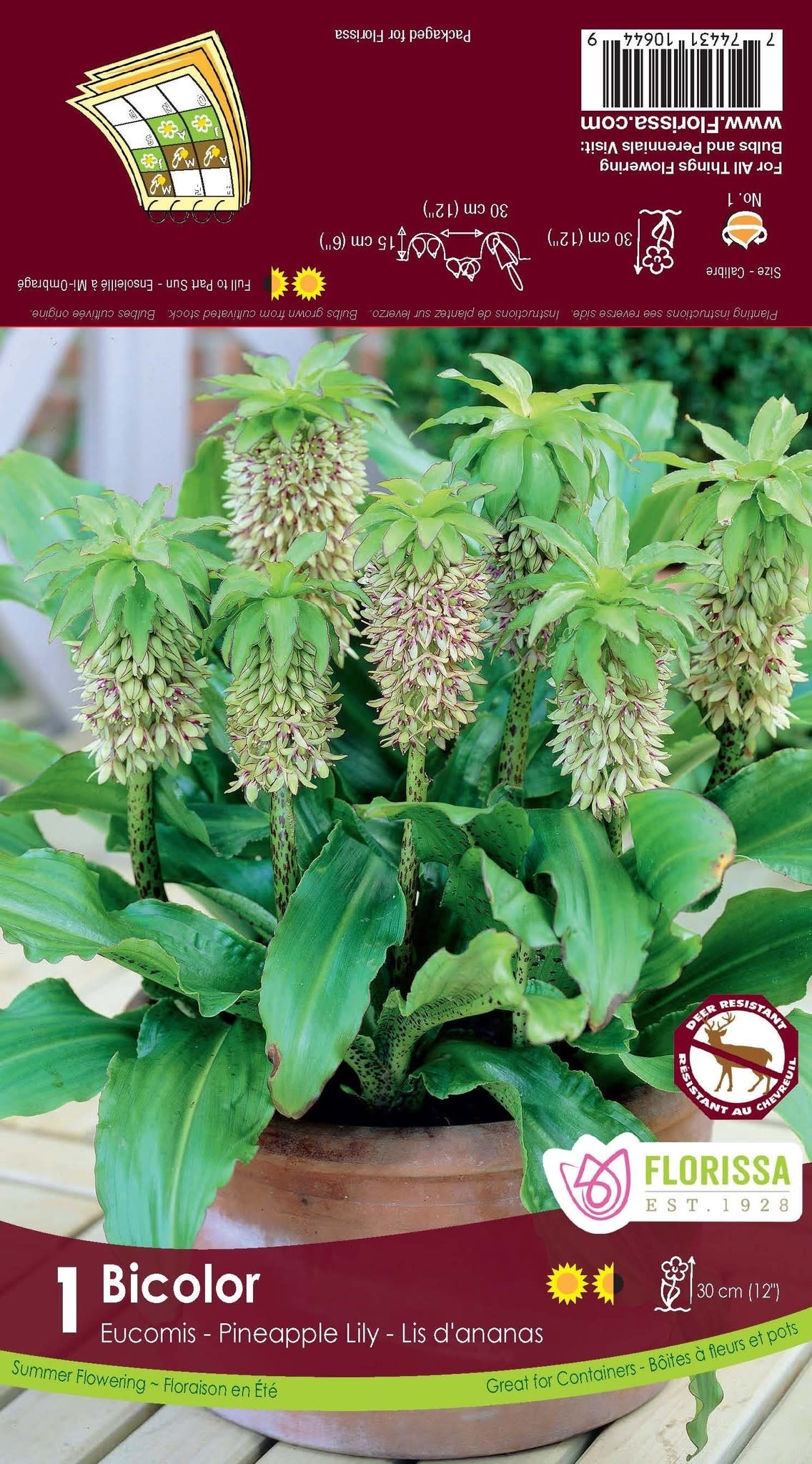 Florissa Eucomis Bicolor Bulbs