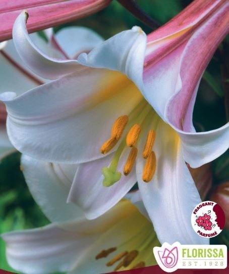 Florissa Lily Trumpet Regale Bulbs