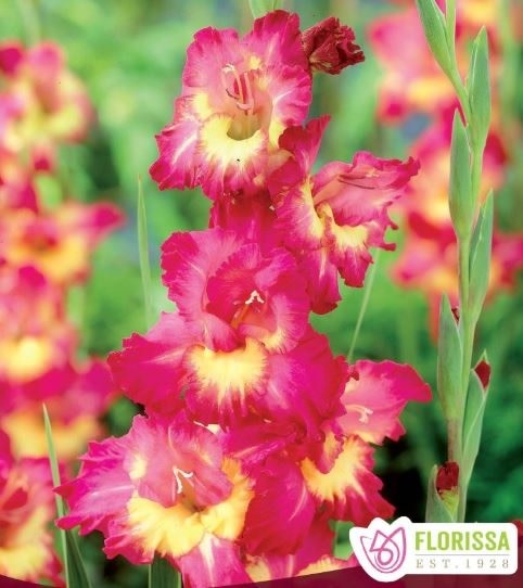Florissa Gladiolus Far West Bulbs