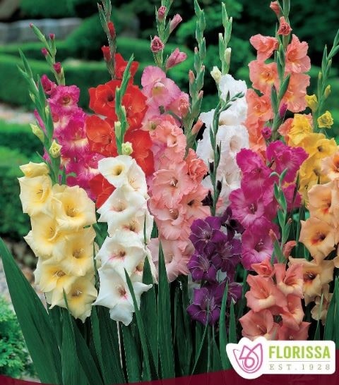 Florissa Gladiolus Rainbow Mix Bulbs