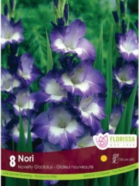 Florissa Gladiolus Dutch Nori Bulbs