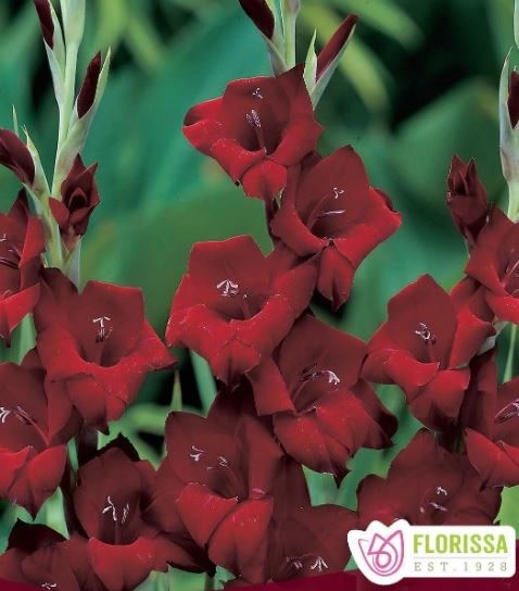 Florissa Gladiolus Espresso Bulbs