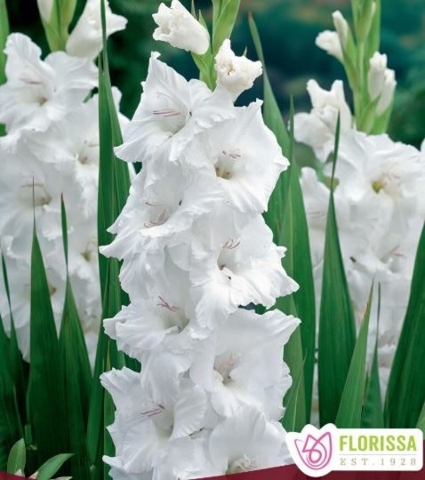 Florissa Gladiolus Oscilla Bulbs