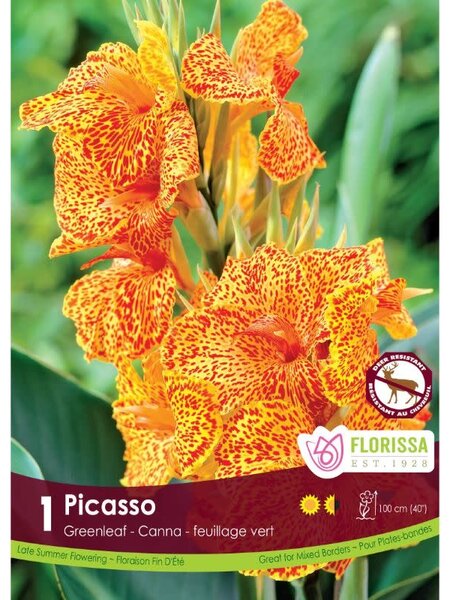 Florissa Canna Green Picasso Bulb