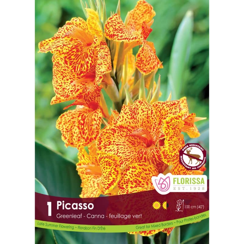 Florissa Canna Green Picasso Bulb