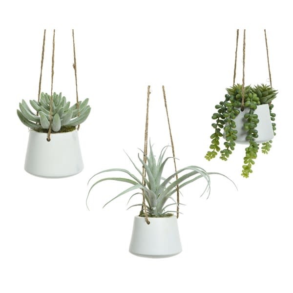 Plant In Hanging Plastic Pot