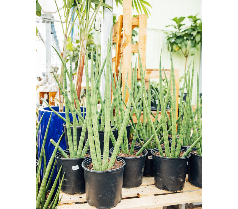 Snake Plant Cylindrica Fan 10&quot; Dutch Growers Saskatoon
