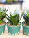 Snake Plant Birds Nest 6"