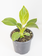 Philodendron Birkin