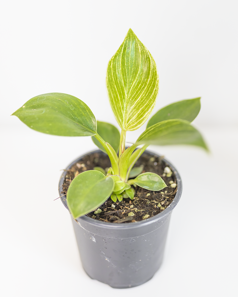 Philodendron Birkin
