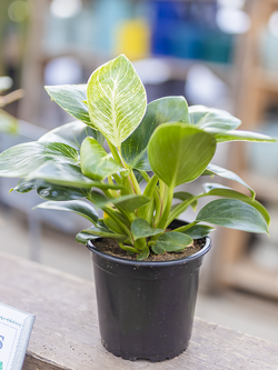 Philodendron Birkin