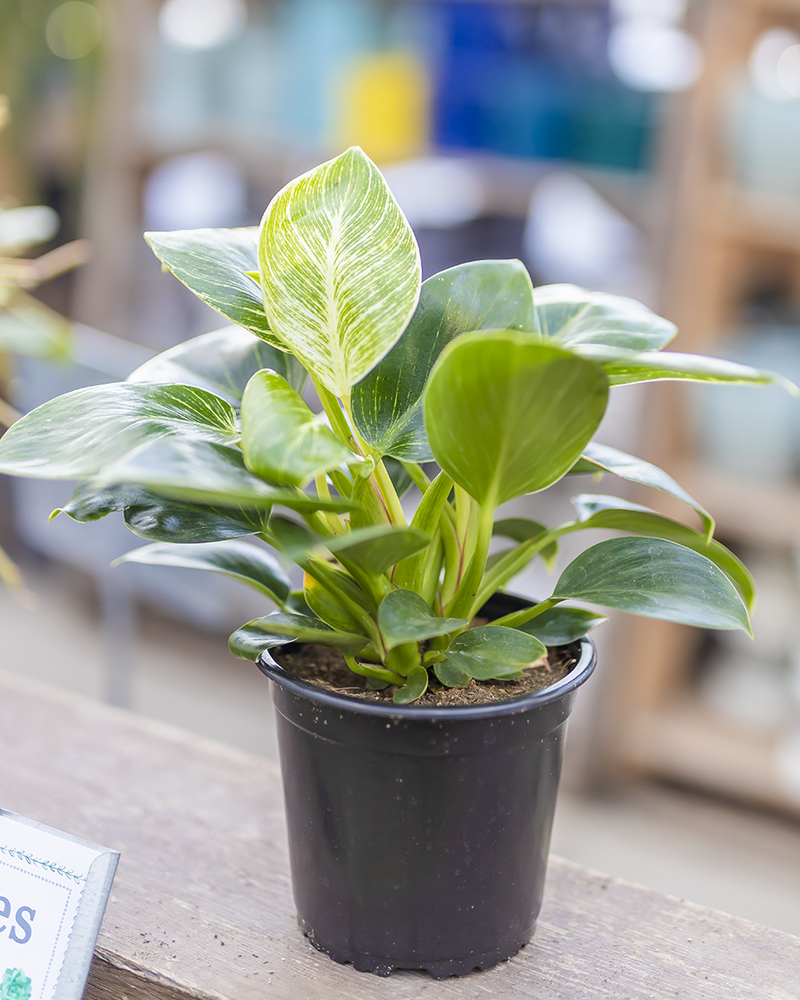 Philodendron Birkin