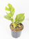 Philodendron Minima 4"