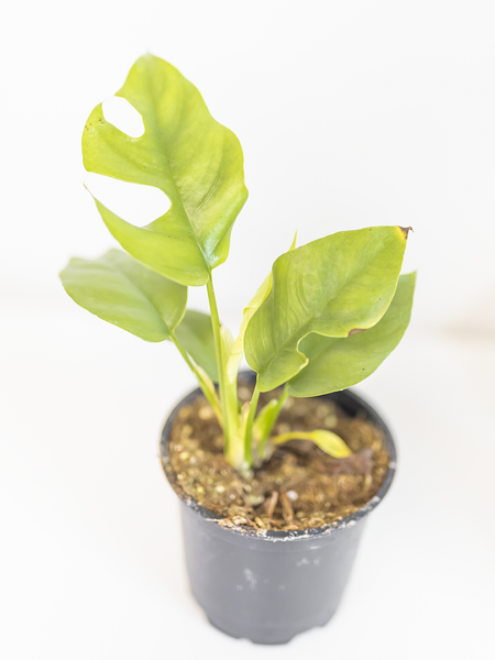 Philodendron Minima 4"