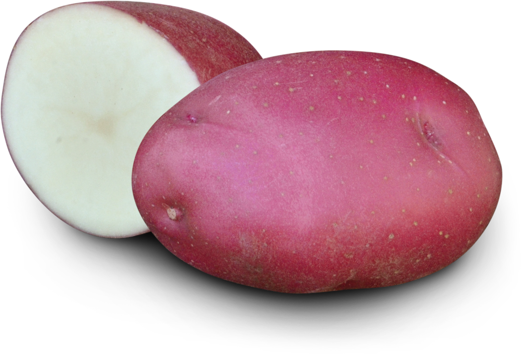 Earth Apples Autumn Rose Seed Potatoes 1kg