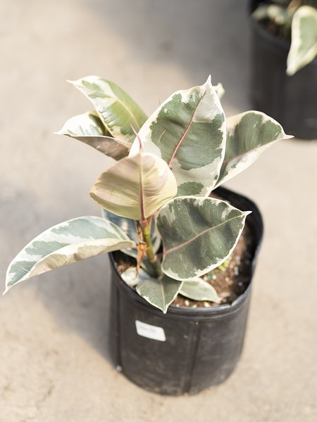 Ficus Rubber Tineke