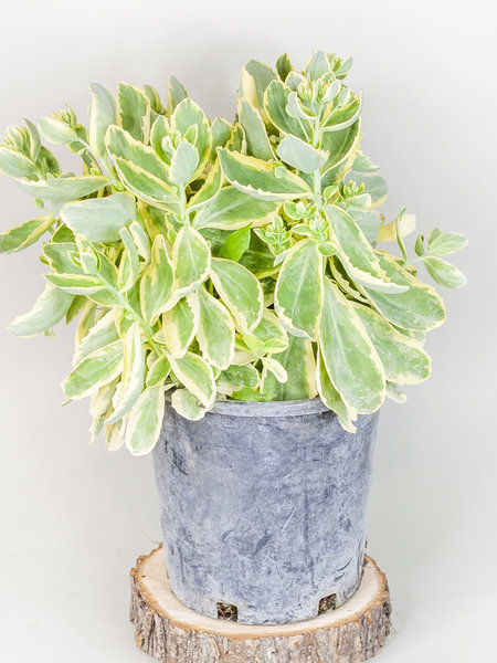 Sedum Tall Autumn Charm White