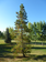 Jack Pine