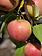 Apple Gemini 5gal
