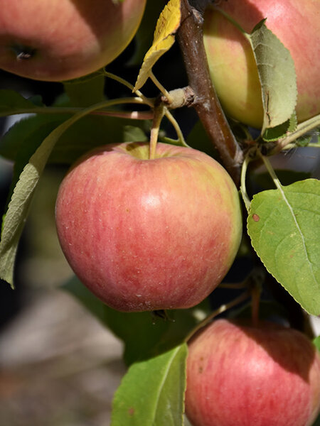 Apple Gemini 5gal