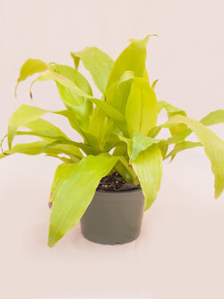 Dracaena Warneckeii Lemon Lime