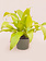 Dracaena Warneckeii Lemon Lime