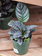 Calathea Ornata